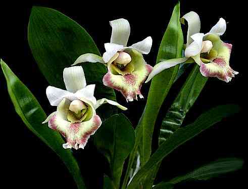 Cochleanthes ionoleuca